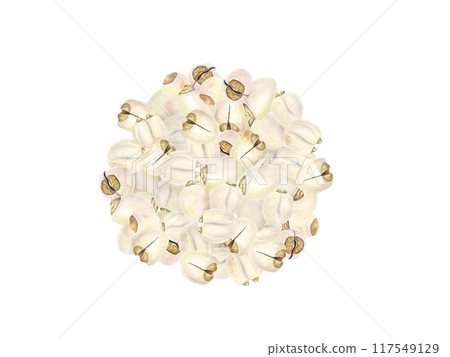 Peeled Water Lily Seed heap watercolor illustration clip art. Tasty lotus popcorn seed food. White nuts pile. Freshly harvested Indian flower seeds. For kitchen inspired designs, cooking blogs Peeled Water Lily Seed heap watercolor illustration clip art. Tasty lotus popcorn seed food. White nuts pile. Freshly harvested Indian flower seeds. For kitchen inspired designs, cooking blogs 117549129