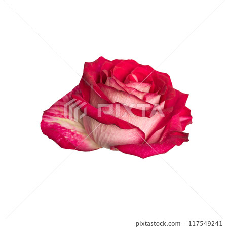 Red rose side view. Beautiful single light flower isolated on white background. Natural object for design to Valentines Day, mother Day, anniversary, wedding 117549241