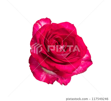 Pink rose top view. Beautiful single light flower isolated on white background. Natural object for design to Valentines Day, mother Day, anniversary, wedding 117549246