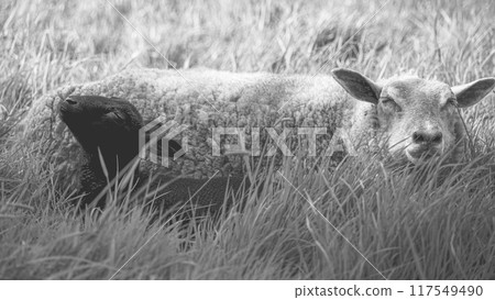 A sheep and a lamb are resting in tall grass. The sheep's eyes are closed, and its head is resting on the ground. Both animals are relaxed in a peaceful setting. 117549490