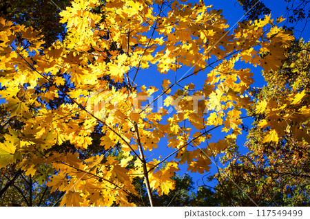 Sunlit leaves, azure sky, calm environment, autumnal beauty. Seasonal photography. Nature-inspired design. Educational material about seasons. Sunlit leaves, azure sky, calm environment, autumnal beauty. Seasonal photography. Nature-inspired design. Educational material about seasons. 117549499