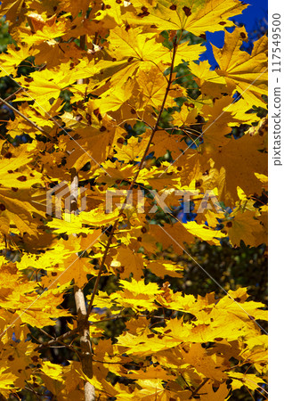 Yellow leaves, branches visible, hint of blue sky. 117549500
