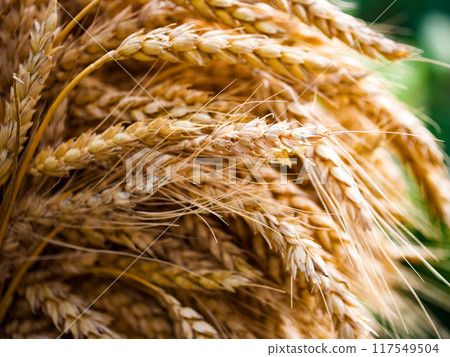 The rich texture of golden wheat grains highlighted, embodying natural abundance and agricultural themes. The rich texture of golden wheat grains highlighted, embodying natural abundance and agricultural themes. 117549504