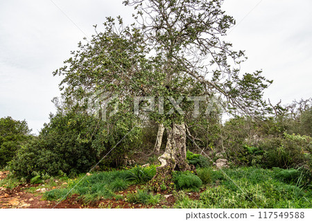 Hiking to the Rocha da Pena in Algarve region, Portugal, Hiking to the Rocha da Pena in Algarve region, Portugal, 117549588