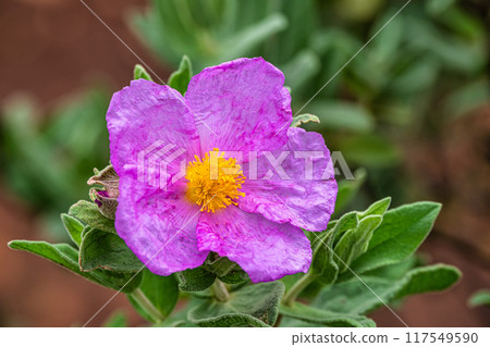Hiking to the Rocha da Pena in Algarve region, Portugal, 117549590