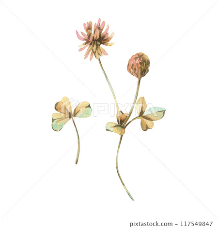Clover flower, bud and leaves in ochre, brown, pink and turquoise colors, wild, meadow herbs, dried flowers. Watercolor botanical illustration, hand drawn. Set of elements isolated from the background 117549847