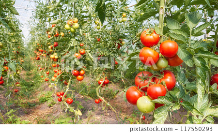 Organic tomatoes in a greenhouse, selective focus. Organic tomatoes in a greenhouse, selective focus. 117550293