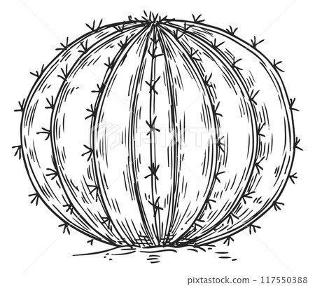 Succulent engraving. Wild cacti. Growing cactus sketch Succulent engraving. Wild cacti. Growing cactus sketch 117550388