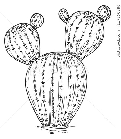Wild cactus drawing. Mexican plant. Desert flora 117550390