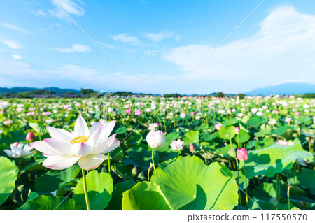 View of the lotus pond at the site of Fujiwara-kyo View of the lotus pond at the site of Fujiwara-kyo 117550570
