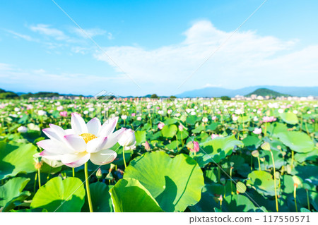 View of the lotus pond and Mount Unebi at the site of Fujiwara-kyo 117550571