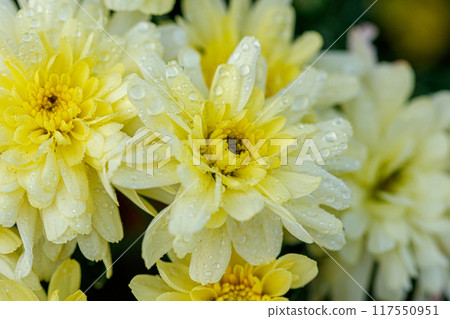 multi-colored flower beds of beautiful chrysanthemums 117550951