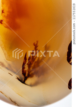 macro mineral stone Agata muschiata on a white background 117551019