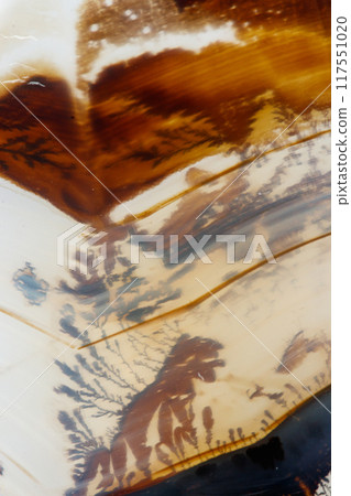 macro mineral stone Agata muschiata on a white background 117551020