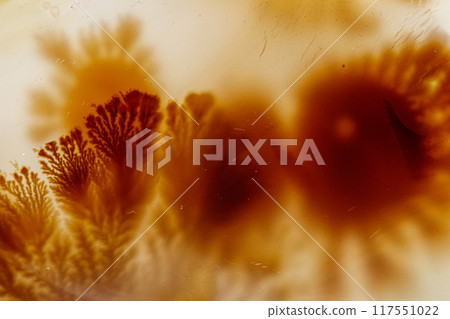 macro mineral stone Agata muschiata on a white background macro mineral stone Agata muschiata on a white background 117551022