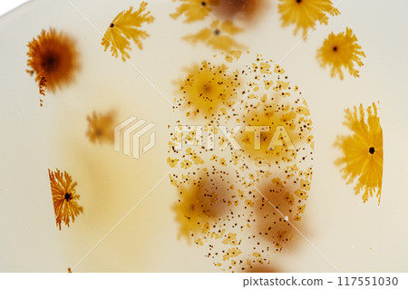 macro mineral stone Agata muschiata on a white background 117551030