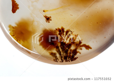 macro mineral stone Agata muschiata on a white background macro mineral stone Agata muschiata on a white background 117551032