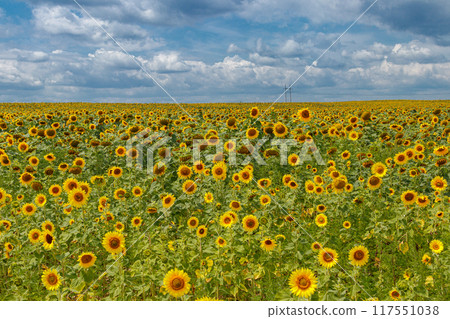 Beautiful field of yellow sunflowers on a background of blue sky with clouds 117551038