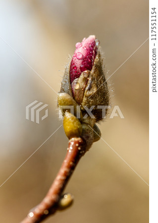 beautiful magnolia flowers with water droplets beautiful magnolia flowers with water droplets 117551154