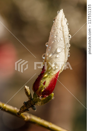 beautiful magnolia flowers with water droplets beautiful magnolia flowers with water droplets 117551155