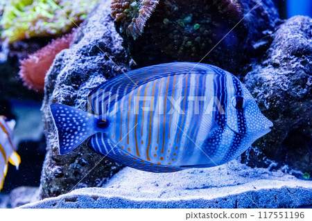 Zebrasoma fish sailing Zebrasoma desjardini Zebrasoma fish sailing Zebrasoma desjardini 117551196