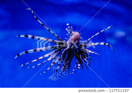 Fish Lionfish - Zebra, Pterois volitans 117551197