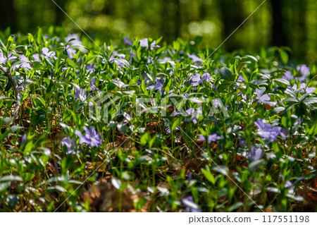 Beautiful spring wildflowers macro Beautiful spring wildflowers macro 117551198