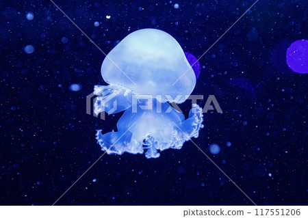 macro of a beautiful jellyfish stomolophus meleagris 117551206