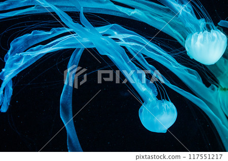 macro of a beautiful jellyfish chrysaora chinensis macro of a beautiful jellyfish chrysaora chinensis 117551217