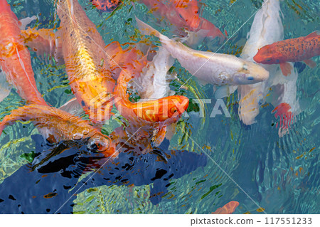 macro koi fish carps in water 117551233