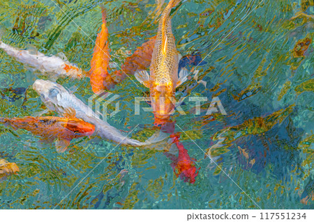 macro koi fish carps in water macro koi fish carps in water 117551234