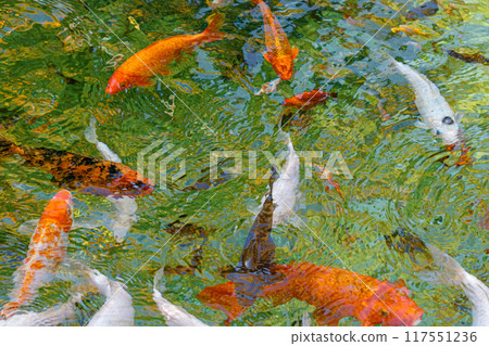 macro koi fish carps in water macro koi fish carps in water 117551236