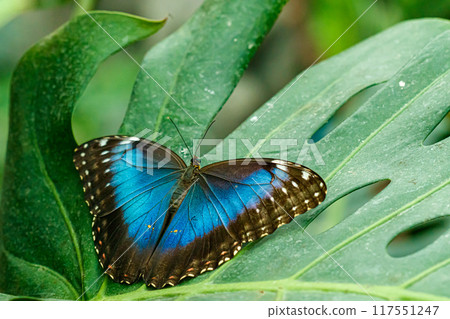 macro beautiful butterfly Morpho helenor macro beautiful butterfly Morpho helenor 117551247