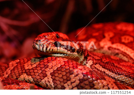 beautiful pair of kites coastal carpet python beautiful pair of kites coastal carpet python 117551254