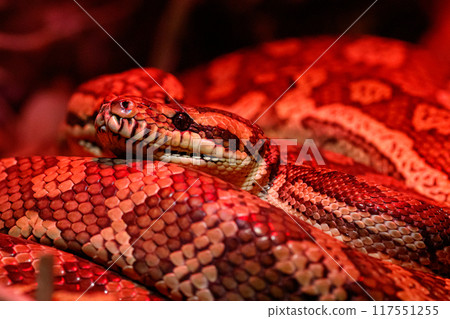 beautiful pair of kites coastal carpet python 117551255