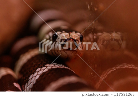 macro beautiful california kingsnake snake macro beautiful california kingsnake snake 117551263