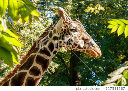 macro beautiful giraffe among the foliage 117551267