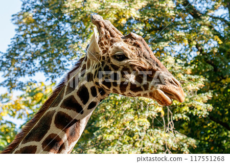 macro beautiful giraffe among the foliage 117551268