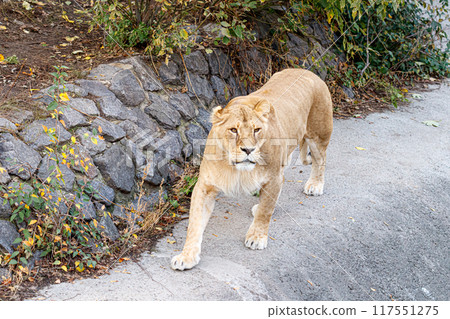 macro of a beautiful lioness in nature 117551275