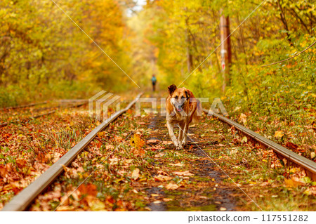 Autumn forest through which an old tram rides (Ukraine) and red dog 117551282