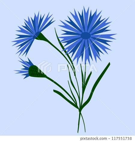 Bouquet of blue field cornflowers. Beautiful flower with buds. Vector illustration. Belarusian style. For design, print and postcards. 117551738