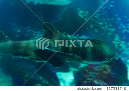 貓鯊在水箱裡游泳 117551748