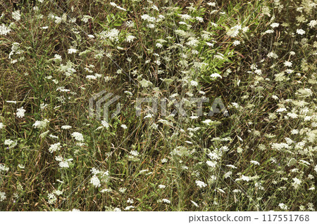 A field with tall green grass. Tall small flowers growing inside. Horizontal. Background. Texture 117551768