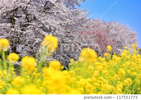 Cherry blossoms and rape blossoms at Gongendo Sakuratsumi (Satte City, Saitama Prefecture) 117551773