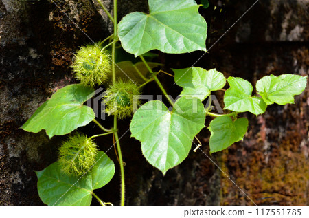 Wild passionflower fruit Wild passionflower fruit 117551785