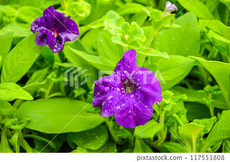 Plants grown in an industrial scale in a weather controlled glasshouse 117551808