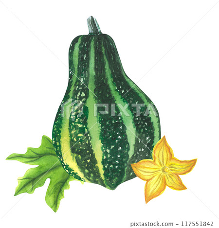 Pumpkin. Hand drawn isolated on white background. Watercolor illustration. For invitations and cards Pumpkin. Hand drawn isolated on white background. Watercolor illustration. For invitations and cards 117551842