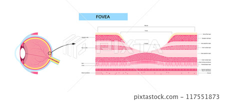 Macula fovea and foveola Macula fovea and foveola 117551873