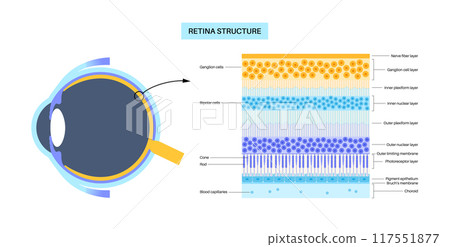 Retina structure poster 117551877
