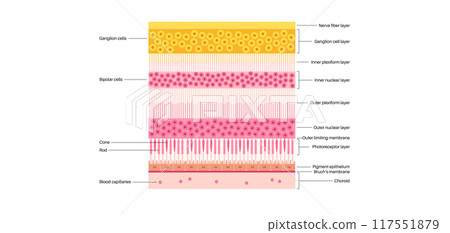 Macula fovea and foveola 117551879